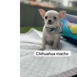 Chihuahua Macho Pelo Curto