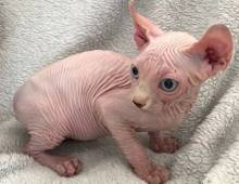 Gatinhos Sphynx