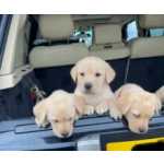 Cachorros Retriever do Labrador disponíveis