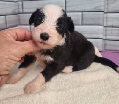 muito meigos Border Collie