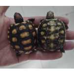 Filhote de tartaruga jabuti para venda em todo Vale do Paraba