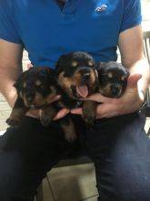 Cachorros Rottweiler com lop