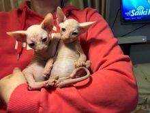 f�mea e macho Sphynx