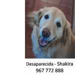 Cadela Shakira Desaparecida em S Domingos Rana