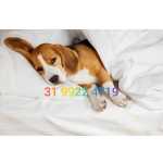 Maravilhosos beagle Mini parcelo