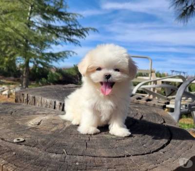 Excelente Bichon Malts criado em ambiente familiar sai com vacinas