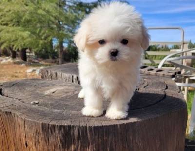 Excelente Bichon Malts criado em ambiente familiar sai com vacinas