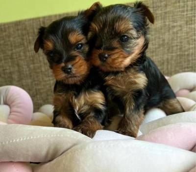 Yorkshire terrier miniatura
