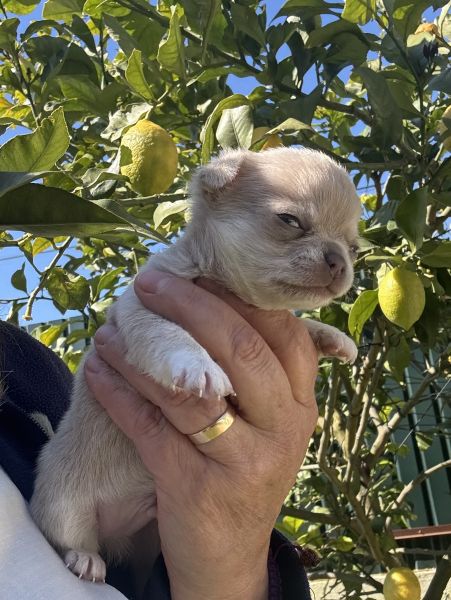 Chihuahua macho pelo curto Lop e afixo