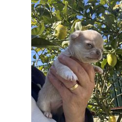Chihuahua macho pelo curto Lop e afixo