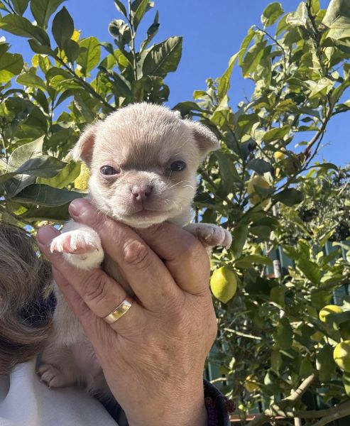 Chihuahua macho pelo curto Lop e afixo