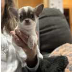 Chihuahua fmea branco e lils pelo curto com Lop e afixo