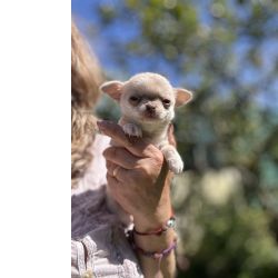 Chihuahua macho pelo curto com Lop e afixo