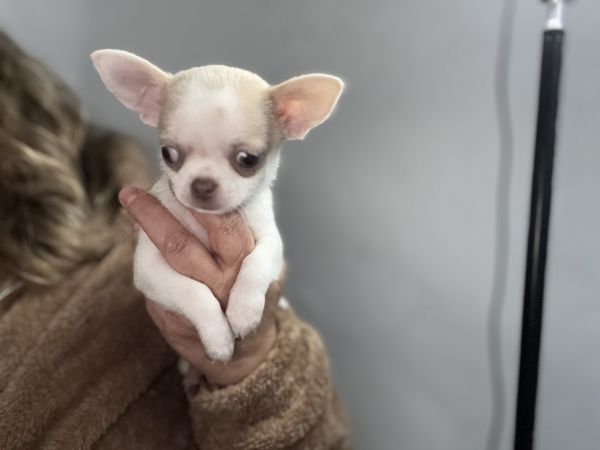 Chihuahua pelo curto com Lop e afixo