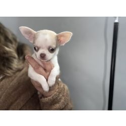 Chihuahua pelo curto com Lop e afixo