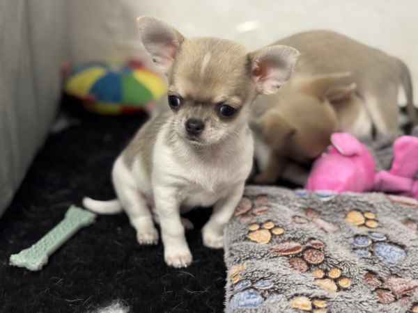 Chihuahua pelo curto com Lop e afixo
