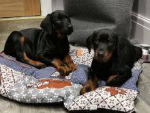Cachorros Doberman muito meigos