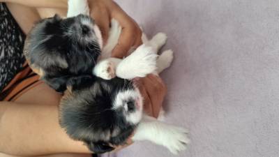 Filhotes de Lhasa Apso