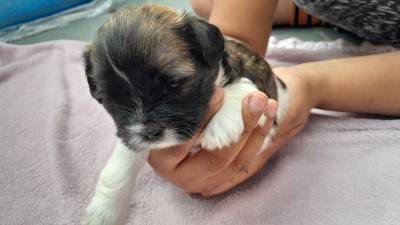 Filhotes de Lhasa Apso