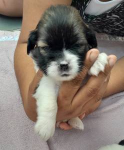 Filhotes de Lhasa Apso