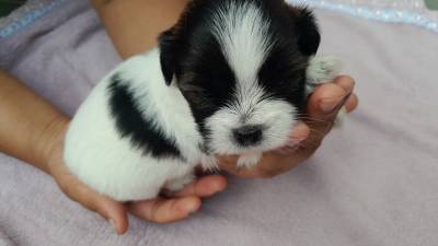 Filhotes de Lhasa Apso