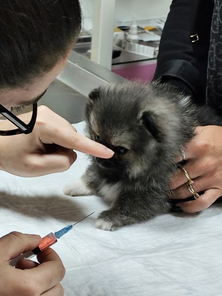 Spitz Alemo ano fmea mini Lulu Pomernia com LOP