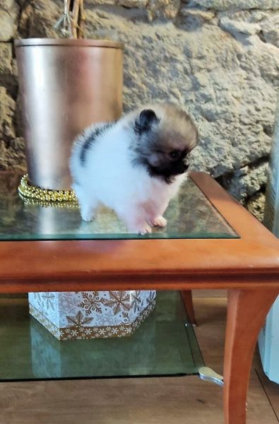 Spitz Alem�o an�o f�mea mini Lulu Pomer�nia com LOP