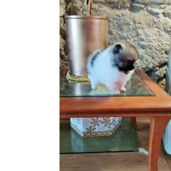 Spitz Alemo ano fmea mini Lulu Pomernia com LOP