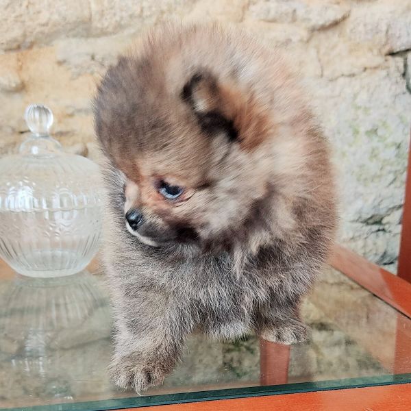 Spitz Alem�o an�o f�mea mini Lulu Pomer�nia com LOP