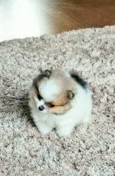 Spitz Alem�o an�o f�mea mini Lulu Pomer�nia com LOP