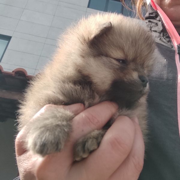 Spitz Alem�o an�o f�mea mini Lulu Pomer�nia com LOP