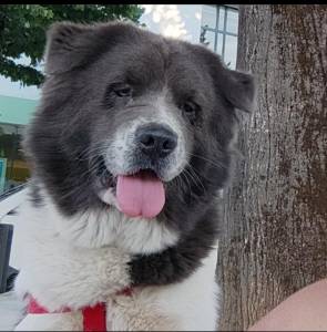 Akita americano F�mea