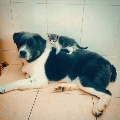 Akita americano F�mea