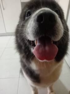 Akita americano F�mea