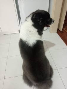 Akita americano F�mea