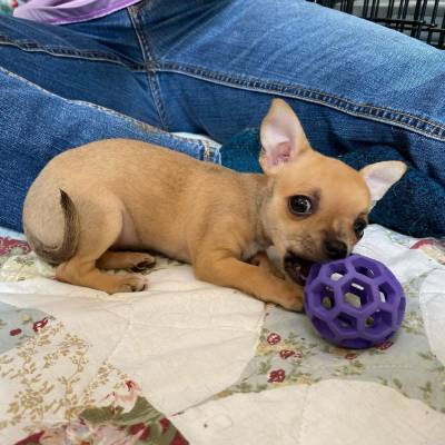Macho e fmea Chihuahua disponvel