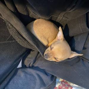 Macho e fmea Chihuahua disponvel