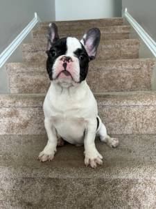 Bulldog Francs