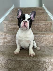 Bulldog Francs