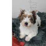 Yorkshire bewer terrier fmea 