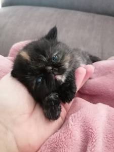 Gata persa excelente pedigree