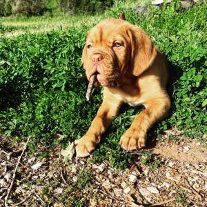 Venda de Cachorros Dogue de Bordus