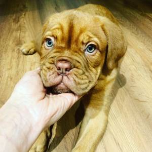 Venda de Cachorros Dogue de Bordus