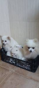 Spitz Alemo Ano M F