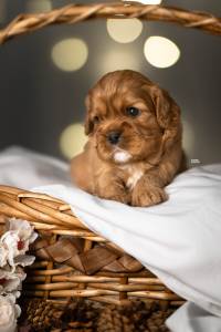 Cavalier King Charles