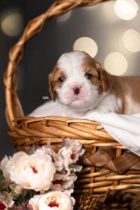 Cavalier King Charles