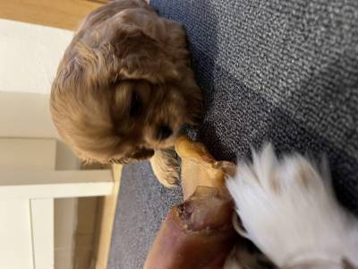 Cavalier King Charles