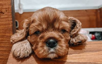 Cavalier King Charles