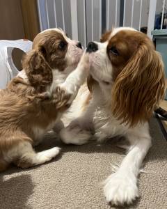 Cavalier King Charles