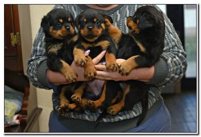Cachorros Rottweiler com lop